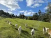 1529 Huon Highway, Lower Longley, Tas 7109-Image