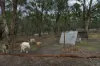 153 Gladstone Street, Lexton, Vic 3352-Image