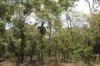 155 Serrata Road, Dundee Downs, NT 0840-Image