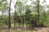 155 Serrata Road, Dundee Downs, NT 0840-Image