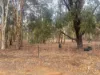 165 Caladenia Drive, Coondle, WA 6566-Image