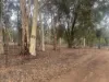 165 Caladenia Drive, Coondle, WA 6566-Image