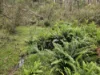 165 Hutchison Road, Bonang, Vic 3888-Image