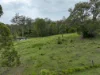 17 Alpine Drive, Tinonee, NSW 2430-Image