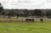 172 Cawdor Drive, Cawdor, Qld 4352-Image
