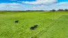 173 Stony Flat Road, Wandilo, SA 5291-Image