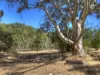 174 Lewis Road, Forrestfield, WA 6058-Image