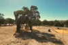 18 Cleveland Approach, Gingin, WA 6503-Image