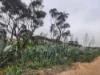 18 Martha Street, Caloote, SA 5254-Image