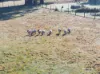 183 Saddle Road, Kettering, Tas 7155-Image