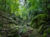 193 Black Range Road, Bega, NSW 2550-Image