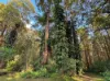 2 Dielhof Drive, Wondecla, Qld 4887-Image