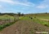 2 Toolijooa Road, Toolijooa, NSW 2534-Image