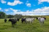 2 Webber Road, Wyrallah, NSW 2480-Image