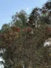 20 Cable Street, Canowindra, NSW 2804-Image