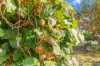 20 Nerrena Road, Dumbalk, Vic 3956-Image