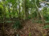 21 Carrington Drive, Flaxton, Qld 4560-Image