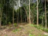 21 Carrington Drive, Flaxton, Qld 4560-Image