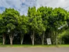 21 Carrington Drive, Flaxton, Qld 4560-Image