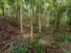 21 Carrington Drive, Flaxton, Qld 4560-Image
