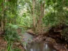 21 Carrington Drive, Flaxton, Qld 4560-Image