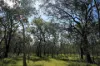 2109 Round Hill Road, Agnes Water, Qld 4677-Image