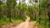 215 Martin Road, Nymboida, NSW 2460-Image