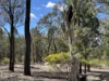 221 Rosella Avenue, The Pines, Qld 4357