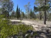 221 Rosella Avenue, The Pines, Qld 4357-Image