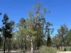 221 Rosella Avenue, The Pines, Qld 4357-Image