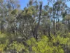 221 Rosella Avenue, The Pines, Qld 4357-Image