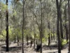 221 Rosella Avenue, The Pines, Qld 4357-Image