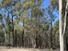 221 Rosella Avenue, The Pines, Qld 4357-Image