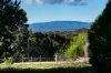 228 Bells Reef Road, Maldon, Vic 3463-Image