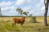 228 Dawson Road, Glenlee, Qld 4711-Image