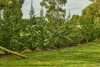 23 Yemm Lane, Heathcote, Vic 3523-Image