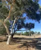 23A Trant Road, Moresby, WA 6530-Image
