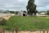24-26 Paxton Terrace, Burra, SA 5417-Image