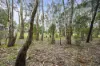24 Clematis Drive, Halls Gap, Vic 3381-Image
