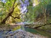 240 Browns Road, Kidaman Creek, Qld 4574