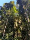240 Browns Road, Kidaman Creek, Qld 4574-Image