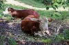 244 Eumundi Range Road, Eumundi, Qld 4562-Image