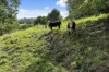 244 Eumundi Range Road, Eumundi, Qld 4562-Image