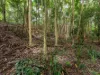 25 Carrington Drive, Flaxton, Qld 4560-Image
