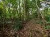 25 Carrington Drive, Flaxton, Qld 4560-Image
