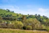 25 Whitestone Place, West Wodonga, Vic 3690-Image