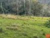 25a Forest Road, Duns Creek, NSW 2321-Image