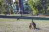 26 Hebrides Close, Quindalup, WA 6281-Image