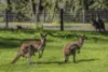 26 Hebrides Close, Quindalup, WA 6281-Image