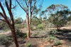 26 Slaughter Road, Loveday, SA 5345-Image